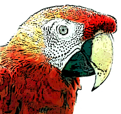 parrot-pirate